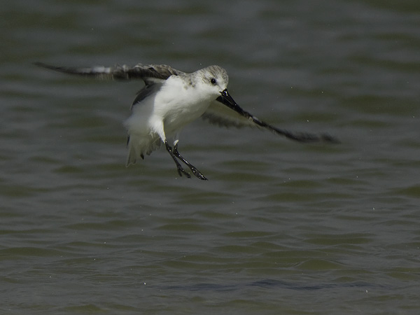 Pulmussirri, Sanderling, Calidris alba